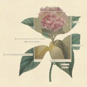 Marcella Foccardi Carteggio Ortensia